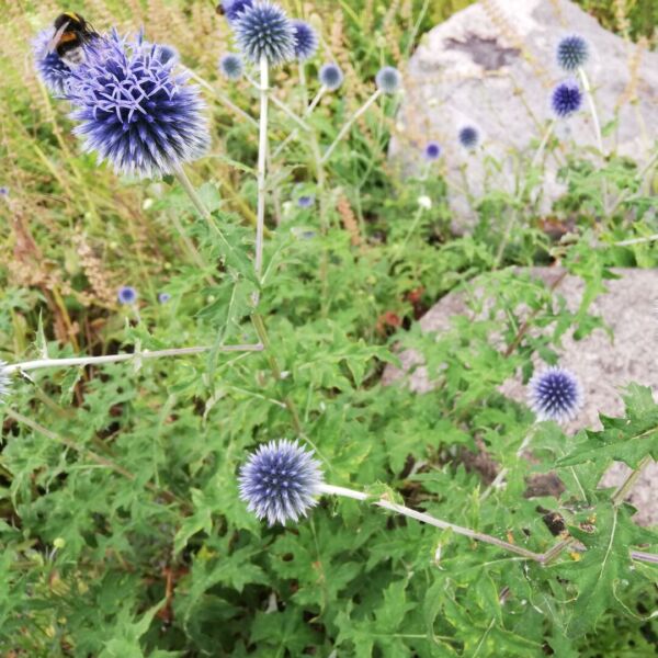 2026-04-19-bericht-stadtgruen-statt-grau-08